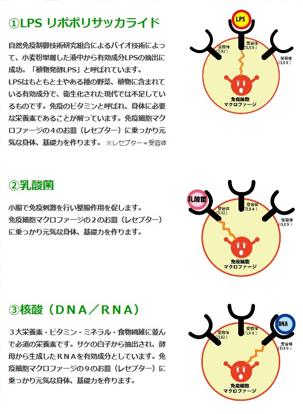 LPS-H̔TCg